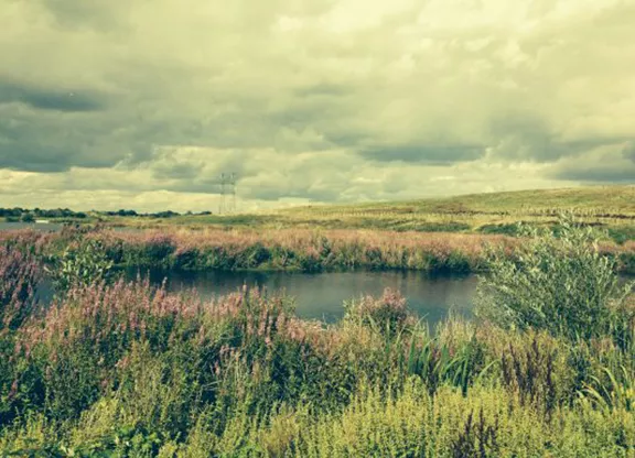 Photograph of one of the restored lakes at the southern end of the old Beddington landfill site.