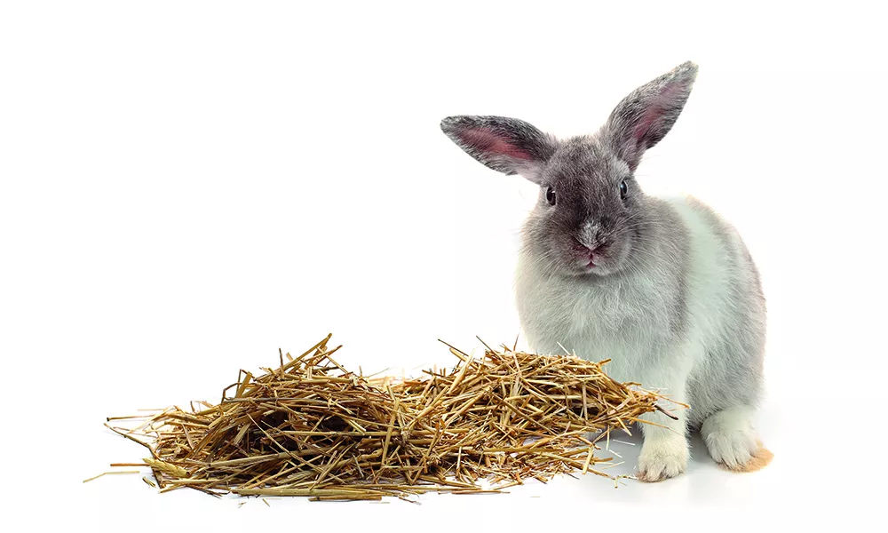 Photo of a rabbit next to some hay bedding.