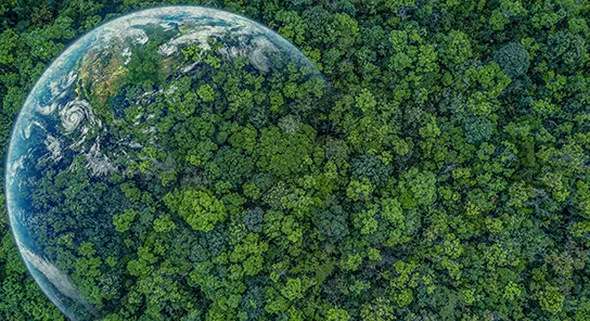 Image of the world superimposed on a green forest