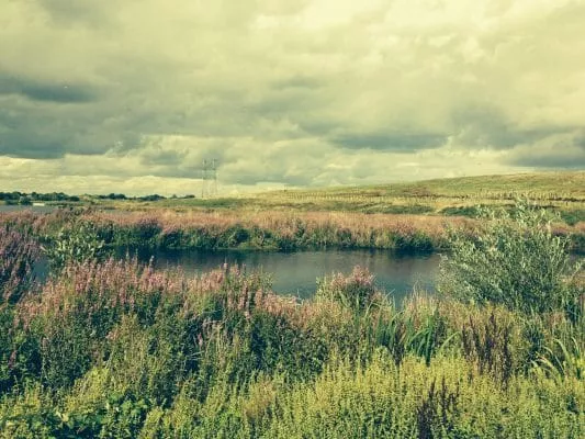 Image of a restored section of the Beddington Farmlands.